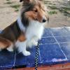 Aquí el Otto está descansando