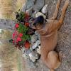 Binomio Dog Training