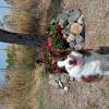 Binomio Dog Training