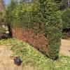 Jardinería Garea