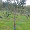 Arqueo de ramas de manzanos para más producción