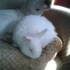 Mismo pit.  Rebuscando hacia otros animales