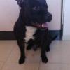 Staffy hiperactivo