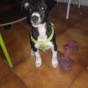 Educación básica para cachorro 