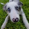 Blue( border collie) 4 meses falta de auto control en casa, ahora sus guías le enseñan y ella aprende muy rápido.