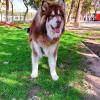 Simba, Alaska Malamute, tranquilidad en potencia.