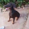 Dana( Doberman) con estrés dentro de casa y en los paseos e inseguridad 