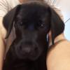 Siena (labrador) 3 meses, se ha trabajado la inhibición�n de mordida y auto control en el cachorro  