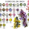 FLORES DE BACH