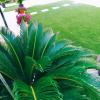 Toure Jardinero
