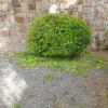 Toure Jardinero