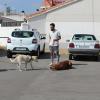 Conperros Educación Canina Amable