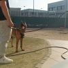 sesiòn con malinois
