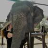En Tailandia, cuidadora elefantes. 