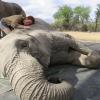 Sudafrica. Visita a una reserva de elefantes. 