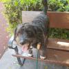 Lobazul Educación Y Adiestramiento Canino
