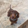 Lobazul Educación Y Adiestramiento Canino