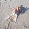 Lobazul Educación Y Adiestramiento Canino