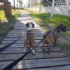 Lobazul Educación Y Adiestramiento Canino
