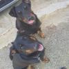 Lobazul Educación Y Adiestramiento Canino