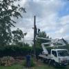 Poda de palmera con camion cesta elevador