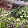 Jardineria Eva