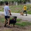 Trabajando control de impulsos con Queen ( joven hembra rottweiler)  