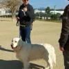 Ayudando a entender el lenguaje canino y saber gestionar correctamente los paseos con Elliot 