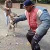 Trabajo con perro lobo checo, la guarda y defensa