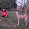 trabajo con Otto(galgo) con pésima socialización por confinamiento del COVID.