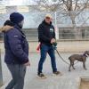 Hulk.Un magnífico ejemplar de Amstaff con unos niveles de estrés elevadisimos y con muchos episodios de esterotipias. En Barbera del Vallés.