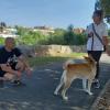 Tratando problemas de impulsividad  tanto en el hogar,como en el paseo con John (Akita inu japones) 