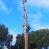 Guillem Soler Arboricultura