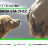 Veterinaria Bárbara Sánchez