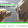 Veterinaria Bárbara Sánchez