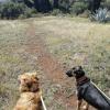 Dando un paseo con Danko y Calcifer 🤩