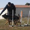 Taurocan Adiestramiento Canino