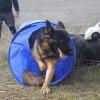 Taurocan Adiestramiento Canino