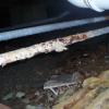 tuberias de hierro en mal estado en subsuelo de residencia escolar