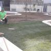 Instalación de césped en tepes.