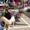 Yo en voluntariado con dos perros medianos-grandes.