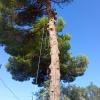 Jardinería Y Deforestaciones Ruiz