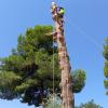Jardinería Y Deforestaciones Ruiz