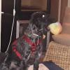 Peluquería De Mascotas Caninos