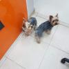 Peluquería De Mascotas Caninos