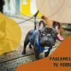 Oracan  Adiestramiento Canino