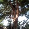 podas de altura árboles.