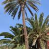 instalación palmera tuberías tratamiento picudo