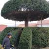 Jardinería Rubely