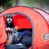 Taller de educación canina en la naturaleza